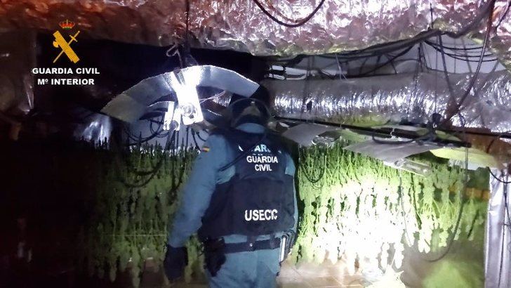 Detenidos 11 miembros de un clan familiar e incautadas 2.782 plantas de marihuana en Torrejón del Rey