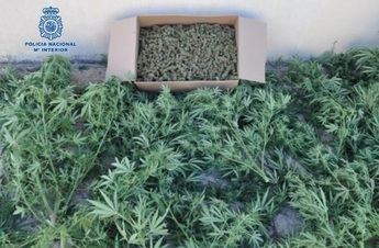 Cuatro detenidos y desmantelado un punto de cultivo y venta de marihuana en las afueras de Puertollano (Ciudad Real)
