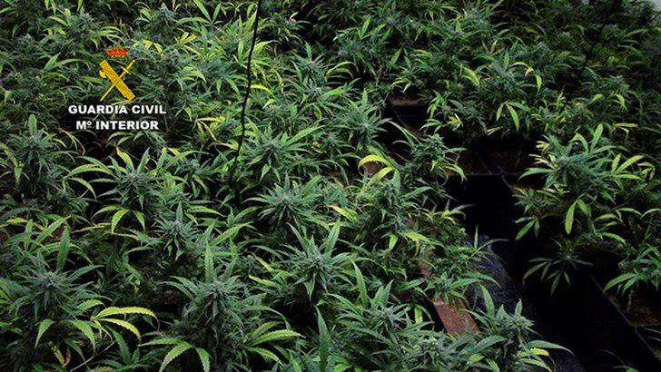 Desmantelados dos cultivos de marihuana en dos viviendas de Layos (Toledo) e incautadas 1.822 plantas