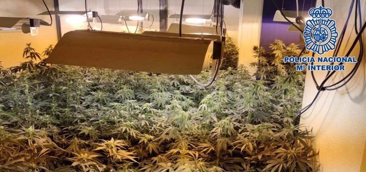 Detienen en Albacete a madre e hija que alquilaban viviendas sociales para plantar marihuana