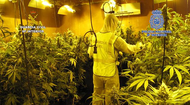  Detenidos por cultivar en una nave de Seseña (Toledo) más de mil plantas de marihuana