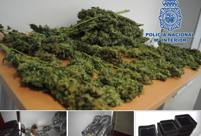 Cinco detenidos en Hellín por tráfico de drogas, que además tenían una plantación de crecimiento rápido