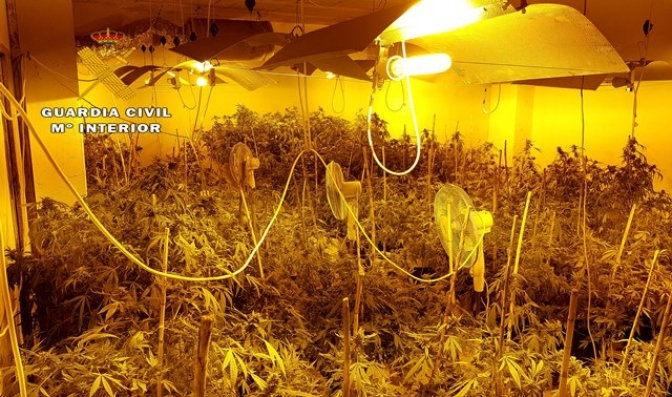 Detenido en La Roda un hombre de 53 años que tenía un sofisticado laboratorio para cultivar cannabis