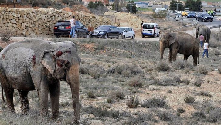 Las elefantas accidentadas dejan Pozo Cañada para reunirse con el Circo Gottani