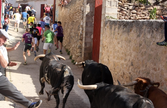 El día 15 comienzan los encierros de las fiestas de Elche de la Sierra