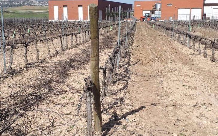 Investigadores extremeños estudian prácticas más sostenibles de riego en variedades tintas de vid