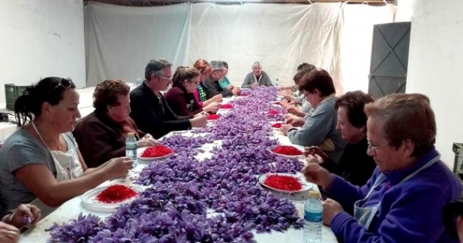 El Festival de la Rosa del Azafrán de Santa Ana busca su declaración de Interés Turístico Regional
