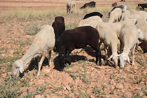 2.674 castellano-manchegos se beneficiarán de ayudas para explotaciones ovinas y caprinas con dificultades por coronavirus