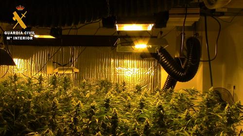 Detenidas 7 personas e incautadas 1.131 plantas de marihuana en Noez y Layos (Toledo)