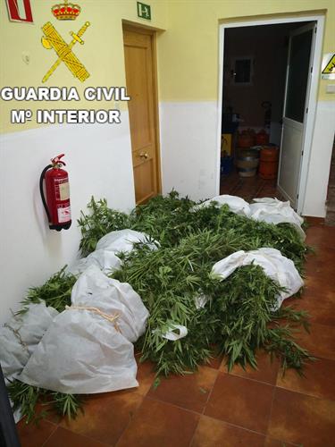 Detenido un joven por cultivar 15 kilogramos de marihuana en la serranía baja de Cuenca