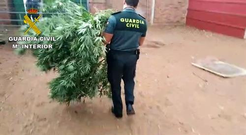 Detenidas 18 personas en una operación contra el cultivo y venta de marihuana en Ciudad Real