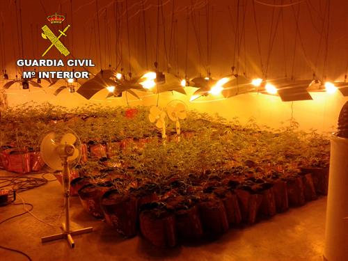 Cuatro detenidos en Marchamalo y Cabanillas del Campo (Guadalajara) e incautadas 782 plantas de marihuana