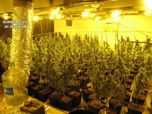 Dos detenidos en Seseña (Toledo) por cultivo de marihuana y defraudación de fluido eléctrico