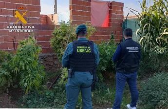 Detenido un hombre de 63 años e intervenidas 21 plantas de marihuana en Ossa de Montiel (Albacete)