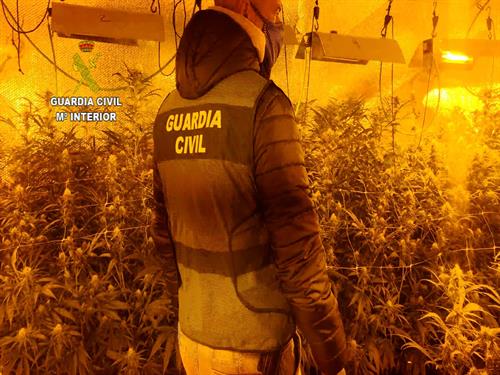 Detenida una persona y desmantelada una plantación de marihuana con 710 plantas en Valdeaveruelo (Guadalajara)