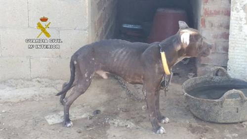 Investigado un hombre por dejar morir a su perro de hambre y sed en Yuncos