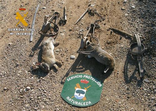 Un vecino de Hellín podría enfrentarse a una multa de entre 25.000 y 100.000 euros por usar cepos para cazar