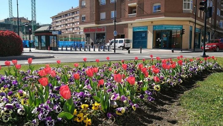 En Albacete se plantarán en las próximas semanas 165.000 unidades de flor ornamental para recibir la temporada floral estival