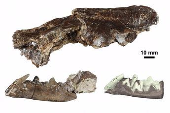Descubrimiento fósil en Cuenca: Identifican el primer Ischyrictis zibethoides en la península ibérica