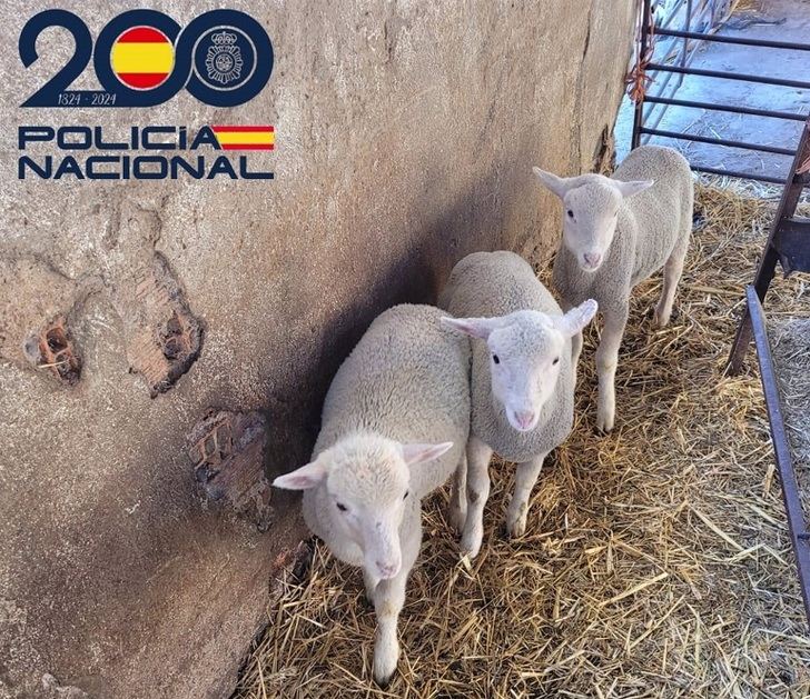 Detenidos dos individuos por robo de corderos en Puertollano gracias a la colaboración ciudadana