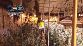 Desmantelan grupo criminal dedicado al cultivo de cannabis en Valencia, Cuenca y Toledo