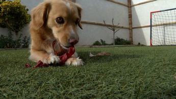 Políticos y sus Mascotas: Historias de Amor y Compromiso Animal en la Vida Familiar