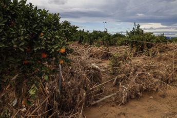 El Ministerio de Agricultura publica lista de 1.121 agricultores y ganaderos afectados por la dana con derecho a ayudas extraordinarias
