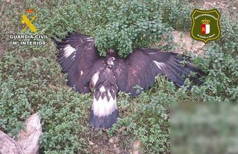 Un águila real muere por envenenamiento en Albacete: un sospechoso arrestado