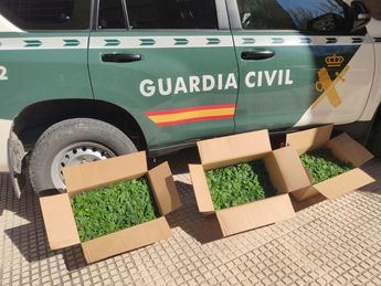 Detenido en Torrejón del Rey por cultivar 450 plantas de marihuana
