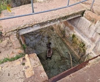 Rescate heroico: Seprona libera a corzo atrapado en canal de desagüe en Lagunas de Ruidera