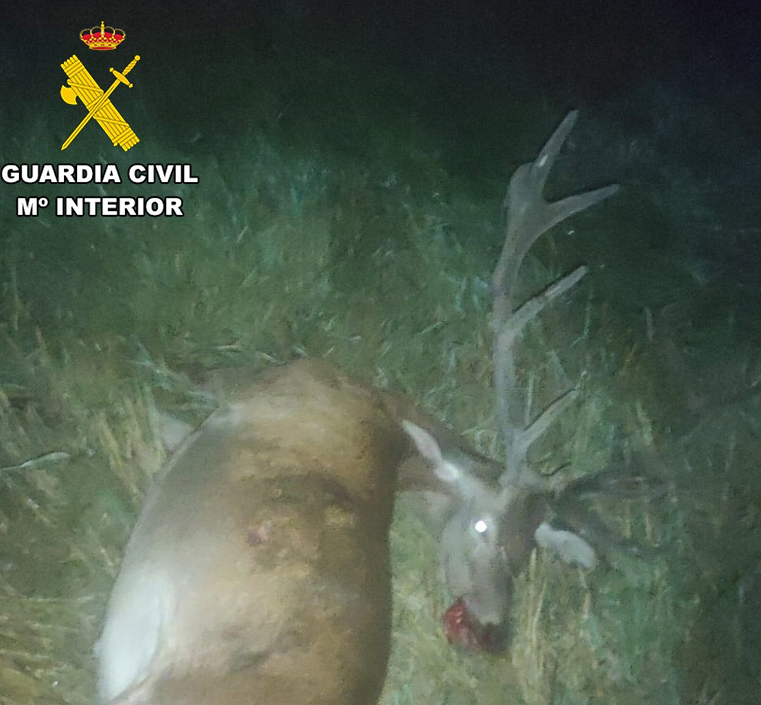 En Albarracín, tres cazadores furtivos, uno de ellos de Albacete, han sido arrestados después de dar muerte a un ciervo