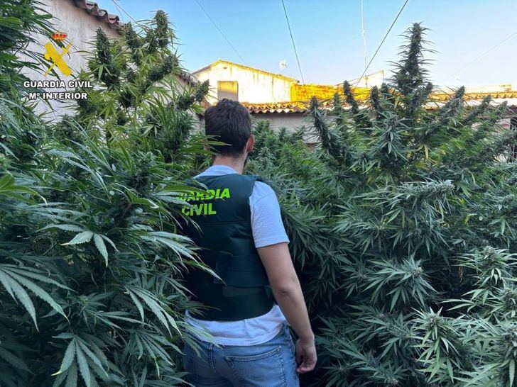 Detenida una mujer en Villarrobledo por cultivar 45 kilos de marihuana en su patio