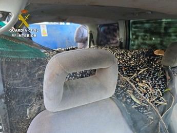 Detenidos dos hombres por robar aceitunas en Malagón y Villarrubia de los Ojos