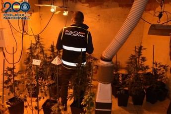 Detenido en Alcázar por cultivar 65 plantas de marihuana