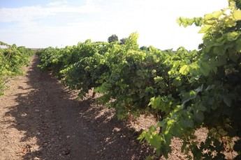 UPA advierte sobre la falta de actividad en el mercado del vino en Castilla-La Mancha a pesar de una menor producción