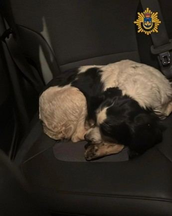 Recuperan en Cádiz dos perros robados en Toledo gracias a la colaboración vecinal