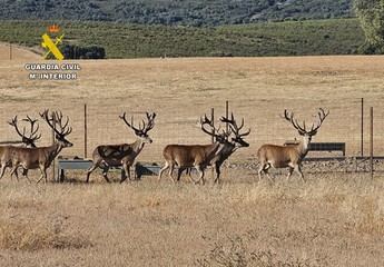 Dos detenidos en Ciudad Real por el asesinato de dos ciervos valorados en 240.000 euros