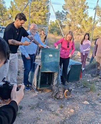 La Junta de Castilla-La Mancha reintroduce dos linces ibéricos en Campos de Hellín