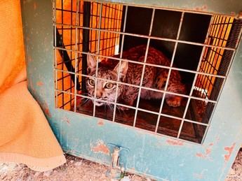 La Junta de Castilla-La Mancha suelta tres linces ibéricos en Cuenca para su reintroducción