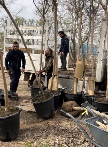 Talavera de la Reina planta más de 100 árboles en la Isla de Los Molinos
