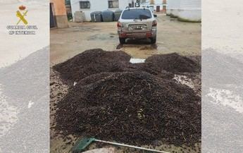 Desmantelado un grupo que robaba aceitunas en Ciudad Real