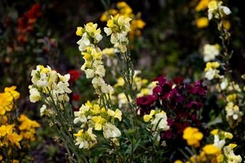 Alergólogos advierten sobre altos niveles de polen en Castilla-La Mancha esta primavera