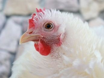 Junta de Castilla-La Mancha y Avicam crean protocolo para combatir enfermedades aviares