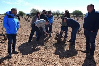 Diputación de Cuenca destina 500.000 euros para controlar la población de conejos