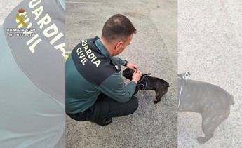 Tres personas investigadas en Ciudad Real por estafa en la venta de cachorros online