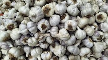 El sector del ajo en Castilla-La Mancha solicita medidas urgentes para proteger su cultivo ante importaciones