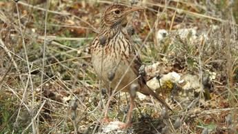 Abren un periodo de consulta pública para el Plan de recuperación de la alondra ricotí en Castilla-La Mancha