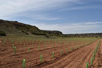 Inicia proyecto para conservar variedades autóctonas de vid en Castilla-La Mancha