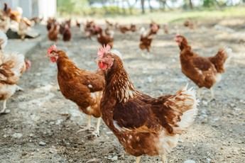 El Ministerio de Agricultura levanta el confinamiento de aves de corral en España por mejora en la gripe aviar