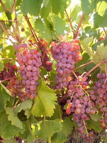 Más de 50 expertos en viticultura se reunirán en mayo en Tomelloso